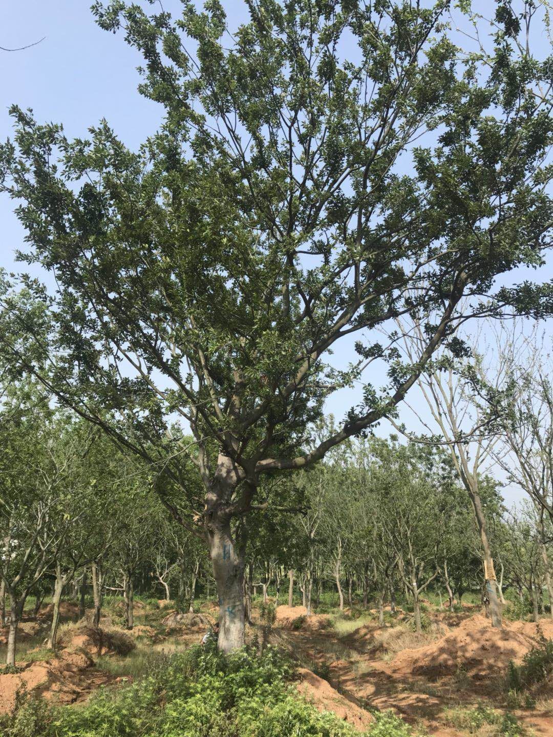  朴树，丛生朴树，多头朴树，朴树价格，朴树规格，朴树基地