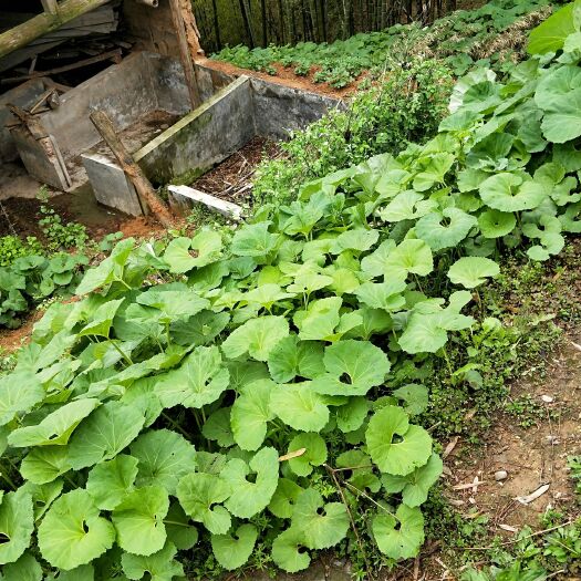 上饶山蕗菜种子  水煮山露菜种子 农民直销