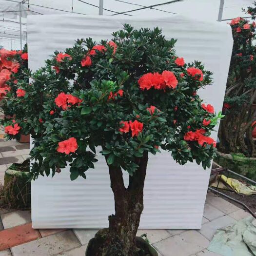 漳平市 杜鹃树桩