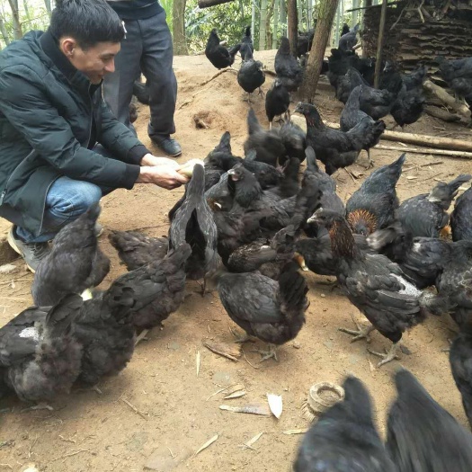 桂林 养虫草土鸡蛋