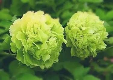 绿玉牡丹是个稀有品种从开花到花谢有一月多就像丑小鸭变白