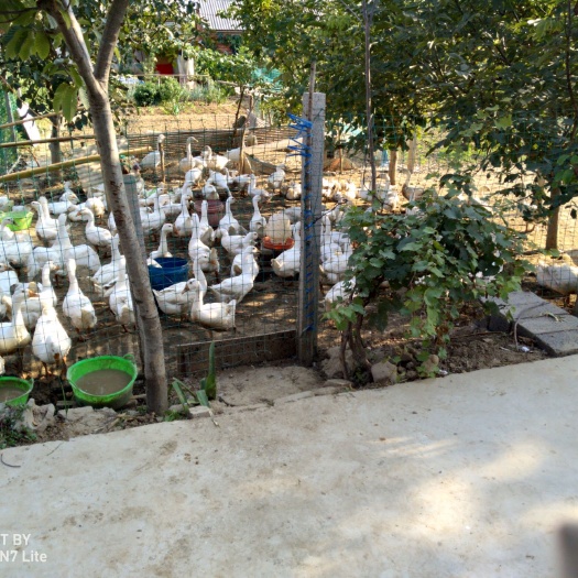 舞钢市大白鹅 主要吃青草玉米粉米糠为主，肉质鲜嫩