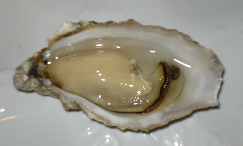 郑州大连生蚝 壳薄肉肥生蚝