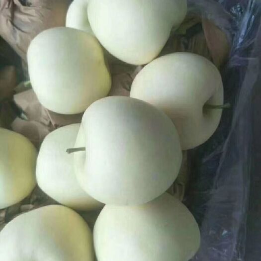 黄元帅苹果大量上市了货源充足个大果面光滑口感脆甜大量有货