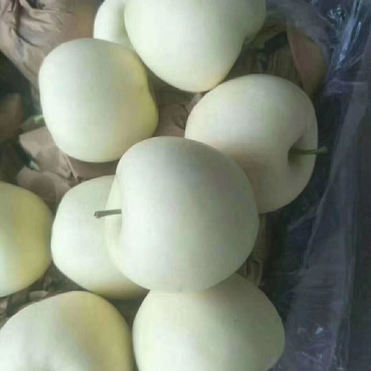 绥中县黄元帅苹果大量上市了货源充足个大果面光滑口感脆甜大量有货