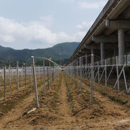 农技人员 专业承接葡萄百香果火龙果猕猴桃和各类温室大棚