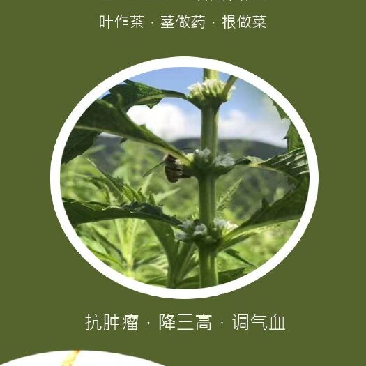 鹤峰县 预售：恩施富硒大山地参，虫草参，地参