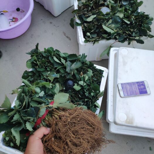 泰安 品种草莓苗，保温箱邮寄成活率高