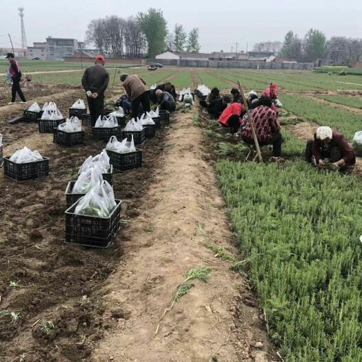 云阳迷迭香幼苗预售中，欢迎各界朋友订购。干叶或者鲜枝包回收
