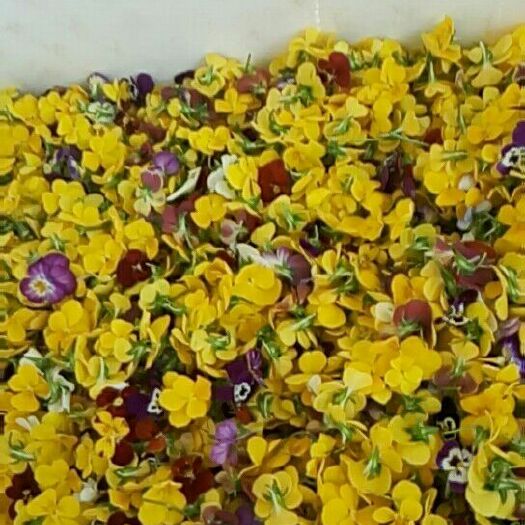 喀喇沁旗 三色堇鲜花