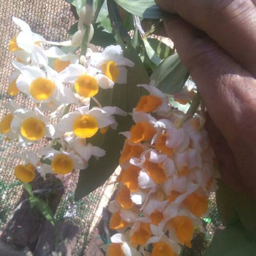 昌宁县球花石斛苗 大 量批发