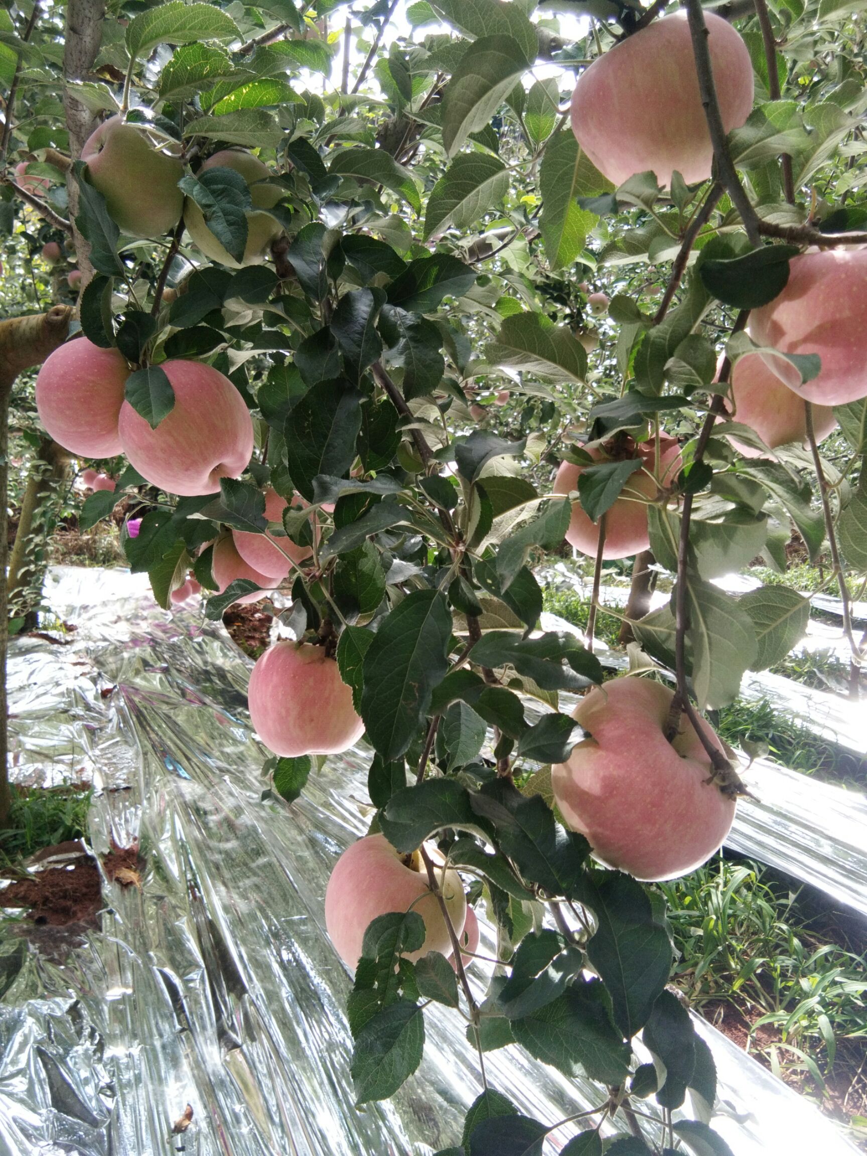  昭通红富士苹果量大从优