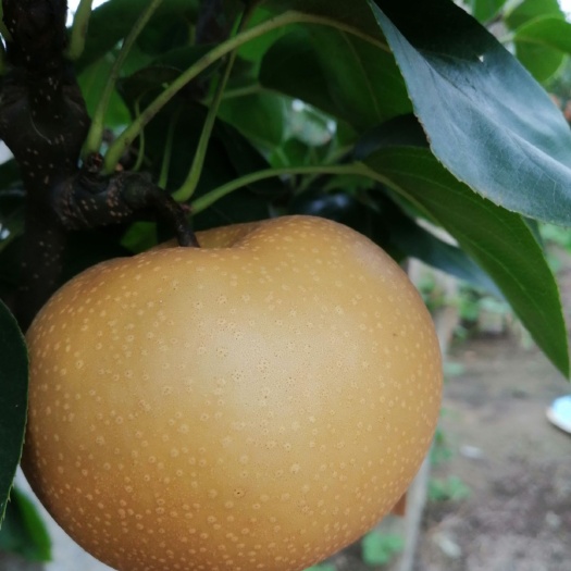 莱西市丰水梨 90mm以上 300-350g