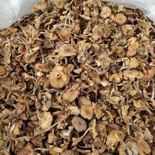 呼伦贝尔 呼伦贝尔大草原  野生蘑菇