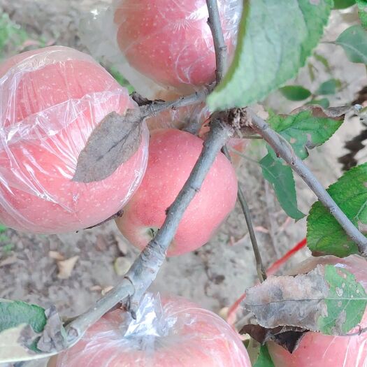 石家庄中秋王苹果 水分足，超甜，无公害个大需要的联系