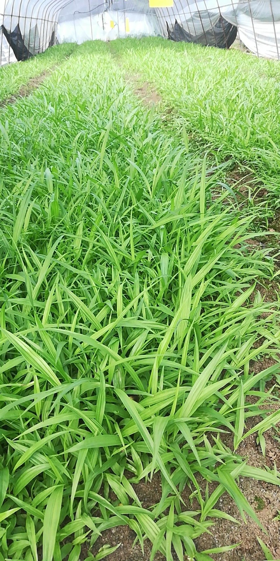 宣汉县紫花白芨苗 基地直销，量大优惠无条件技术跟踪服务保价回收