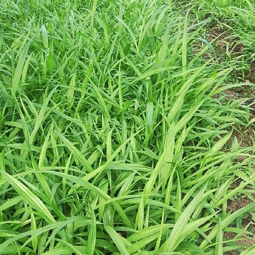 宣汉县紫花白芨苗 基地直销，量大优惠无条件技术跟踪服务保价回收