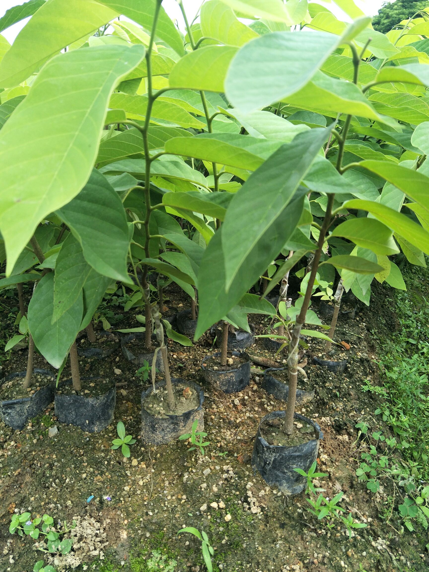 四季珍珠番石榴苗 凤梨释迦苗，珍珠潘石榴新苗都出了