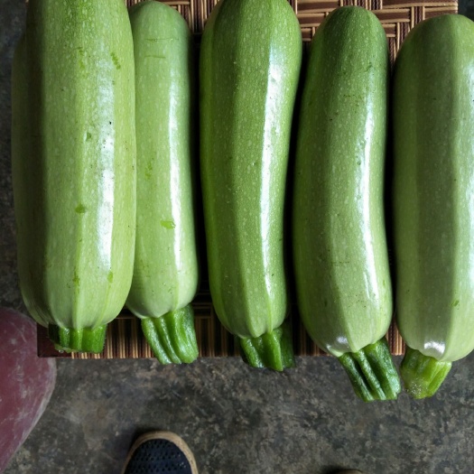 昌宁县绿皮西葫芦 高海拔绿皮生瓜