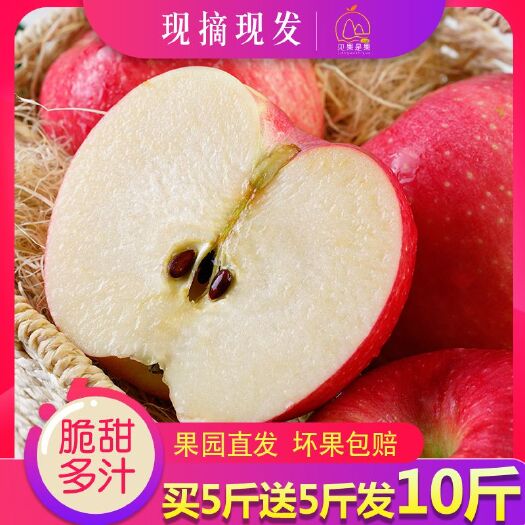 合阳县 陕西嘎啦苹果水果红富士丑苹果冰糖心5斤10斤包邮吃的脆甜