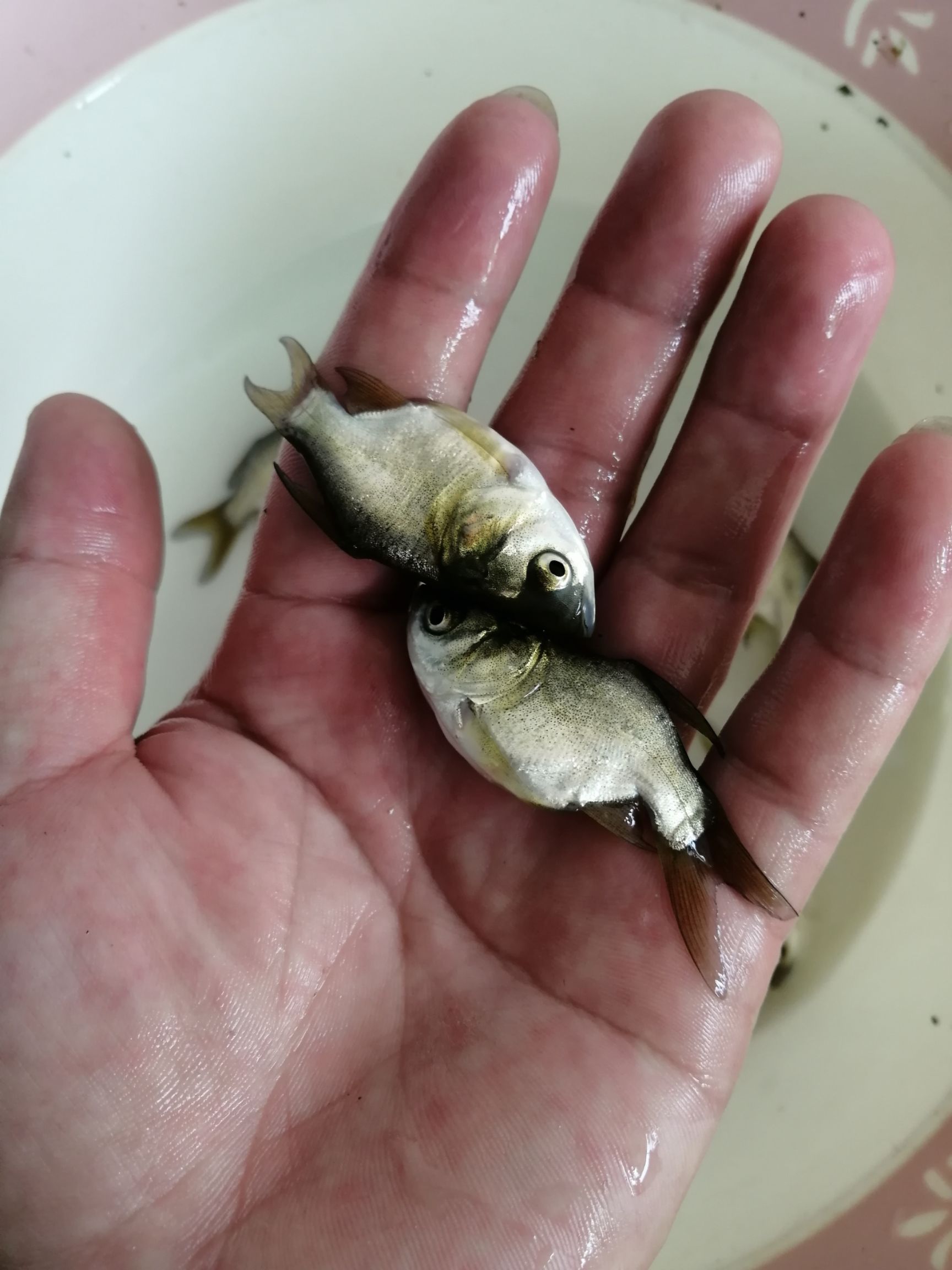 缩骨大头鱼苗  缩骨鳙鱼