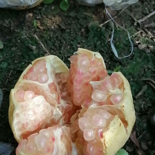 蒙自市 快到中秋节了送礼就送蒙自石榴