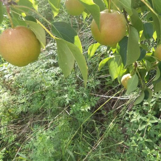 义县 辽西山区精品南果梨大量出售