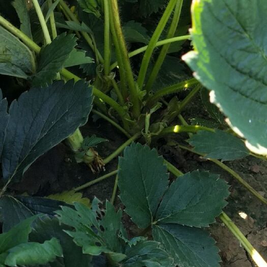 泰安 出售甜宝草莓苗等奶油系列草莓苗