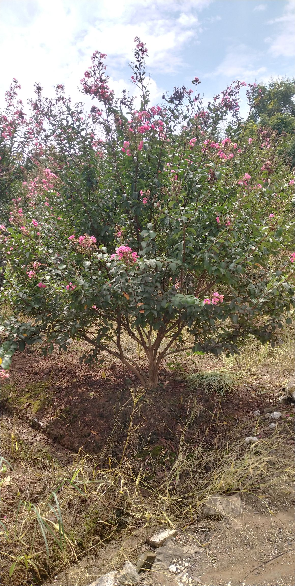 红火箭紫薇  丛生紫薇树，基地直供，2一4米冠幅，大量供应