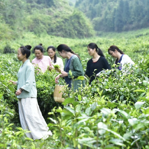 个旧市白牡丹茶  云南高山野放白茶