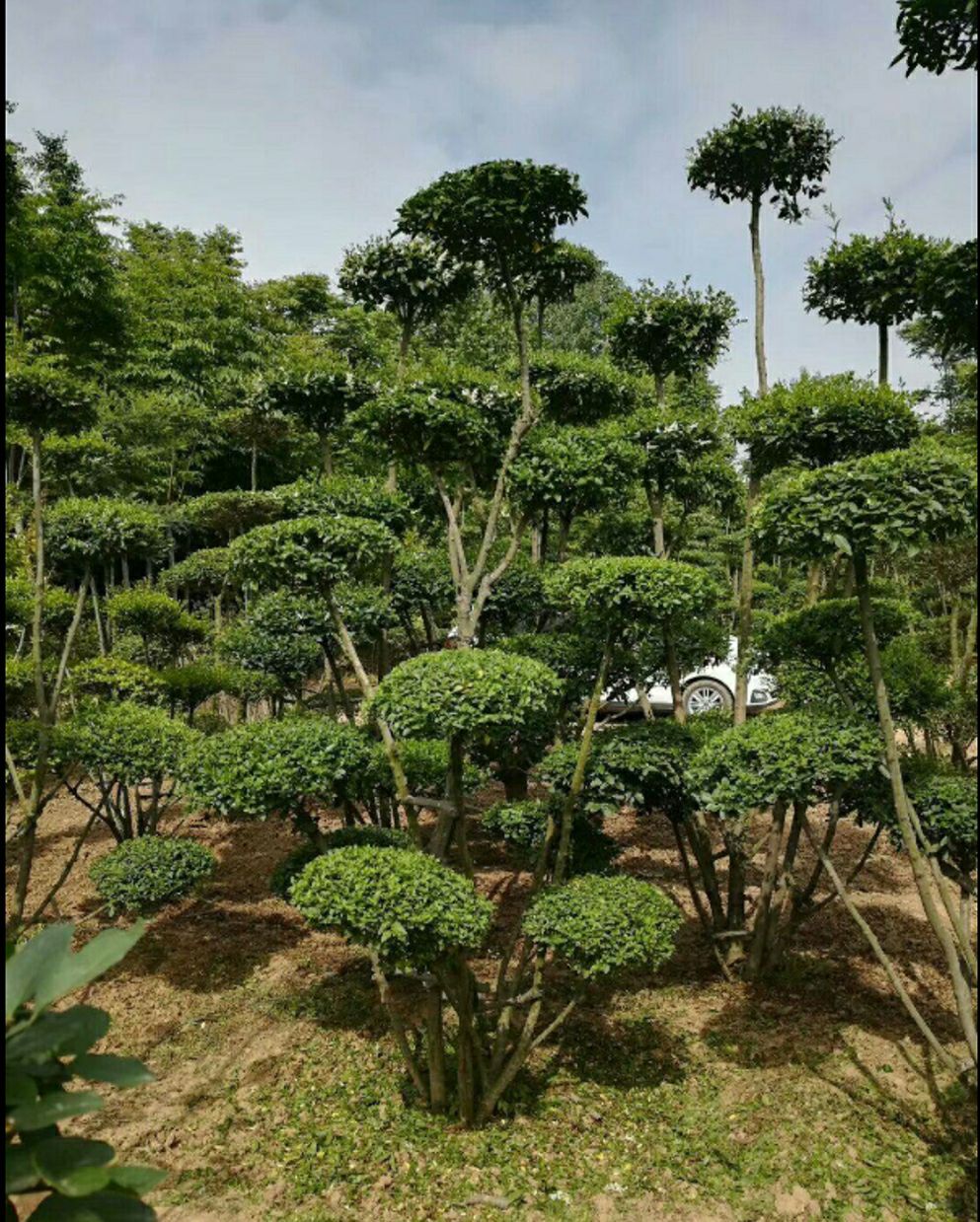小叶女贞造型树 精品女贞造型，云片饱满（≥7），精剪精修，多杆丛生，自营直销