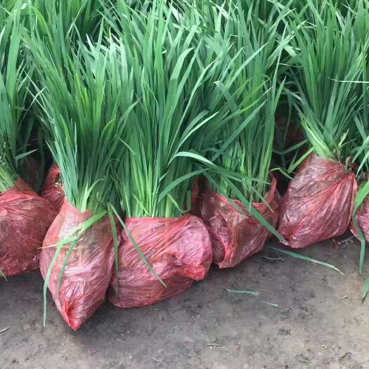 沭阳县 黄菖蒲