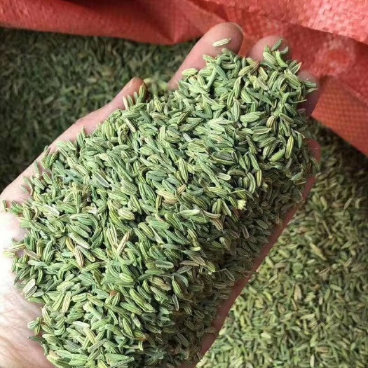 玉林小茴香  茴香国产外国均有