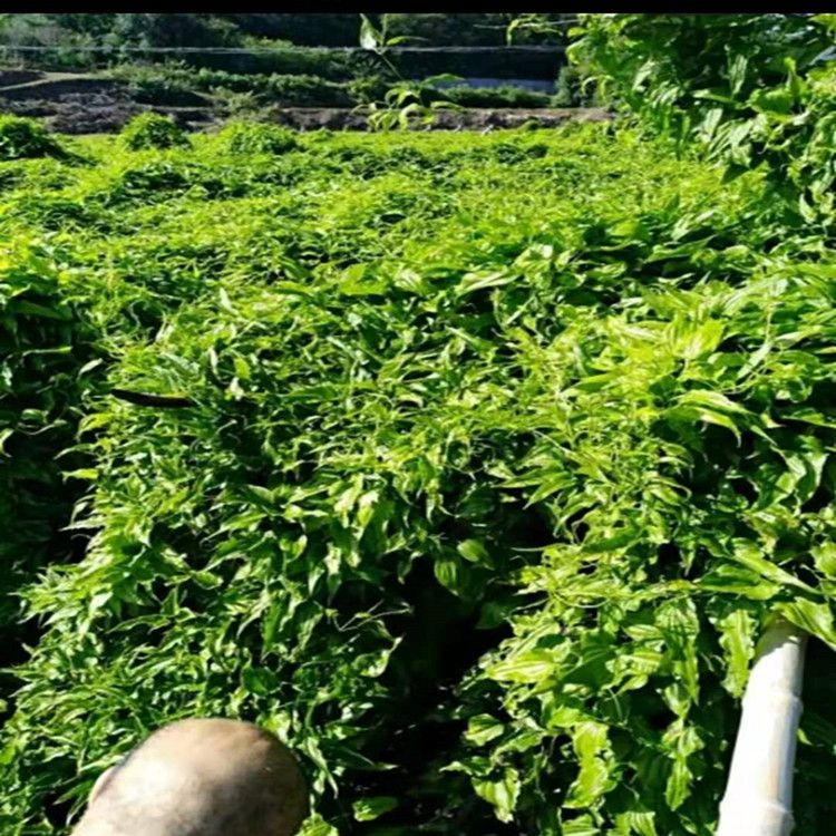 百部种子 对叶百部苗 百部种植基地 百部种籽 一手货源