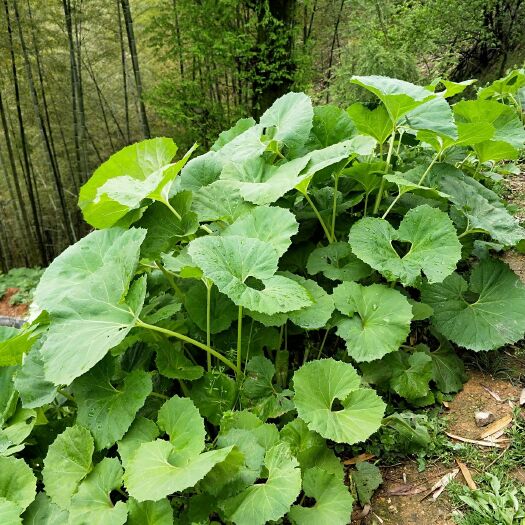 山露菜  山蕗菜种  山蕗菜根大量供应