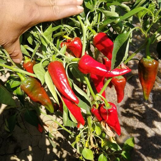定襄县 你好，北京红辣椒种植基地，大量供应，现在正好是采摘季节，