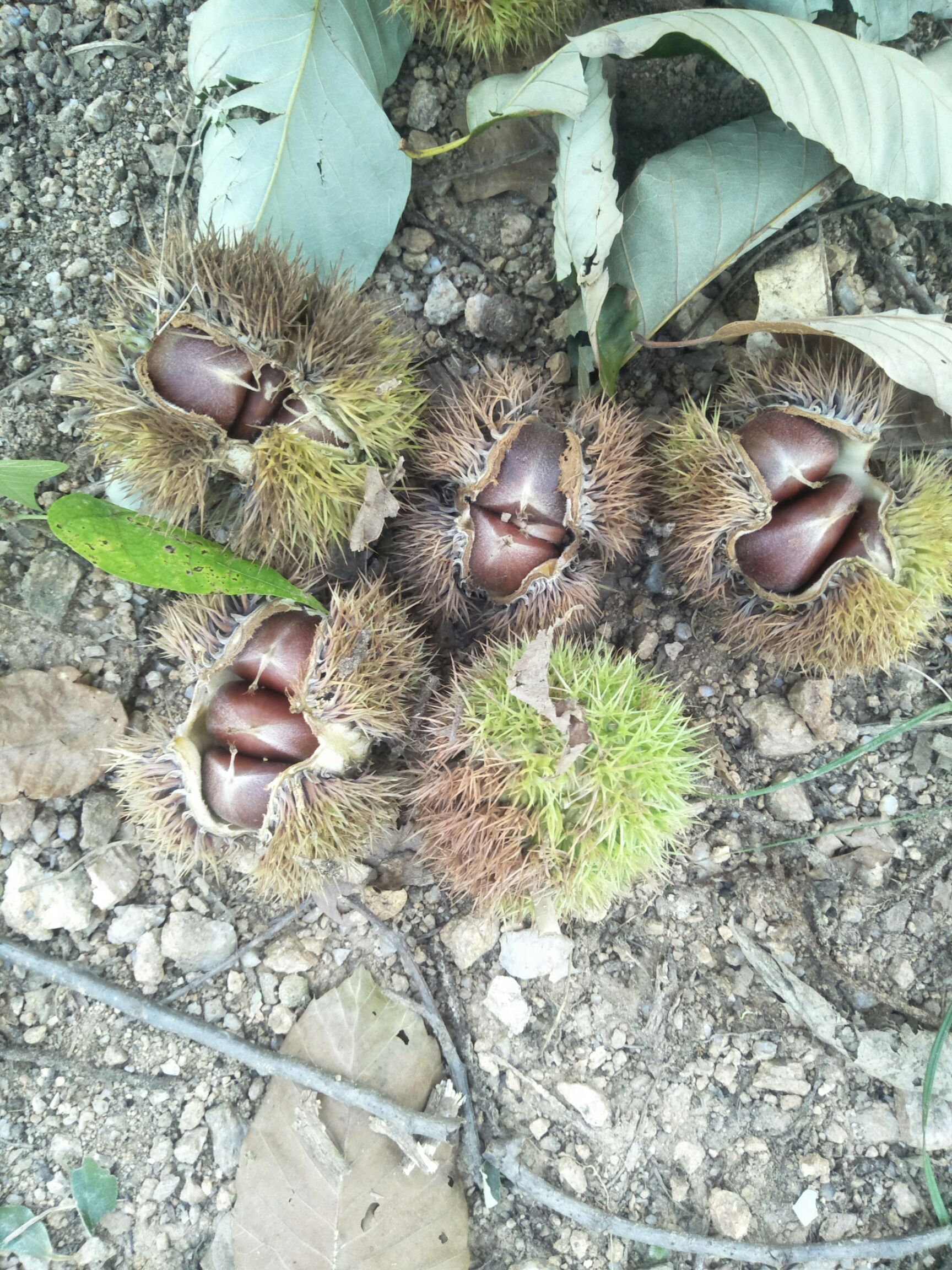  2019鲜生油栗大量下树