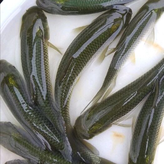 重庆市草鱼苗，5～10cm条形，广草人工培育，成活好