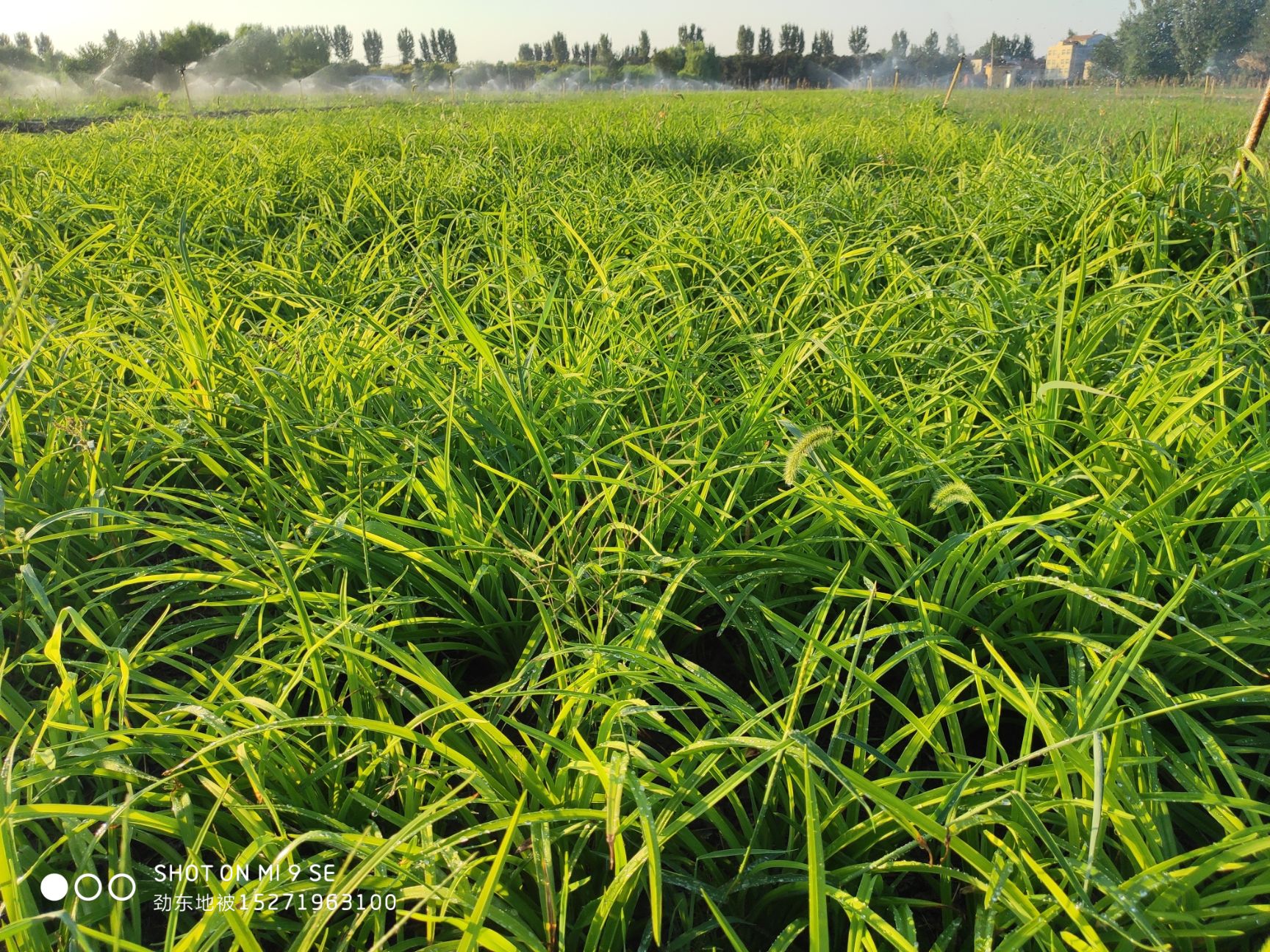 大花萱草