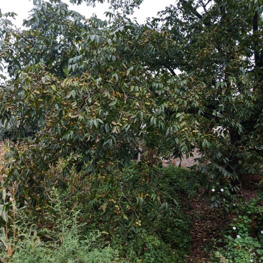 威宁县青皮核桃 35mm以上 青皮 散装