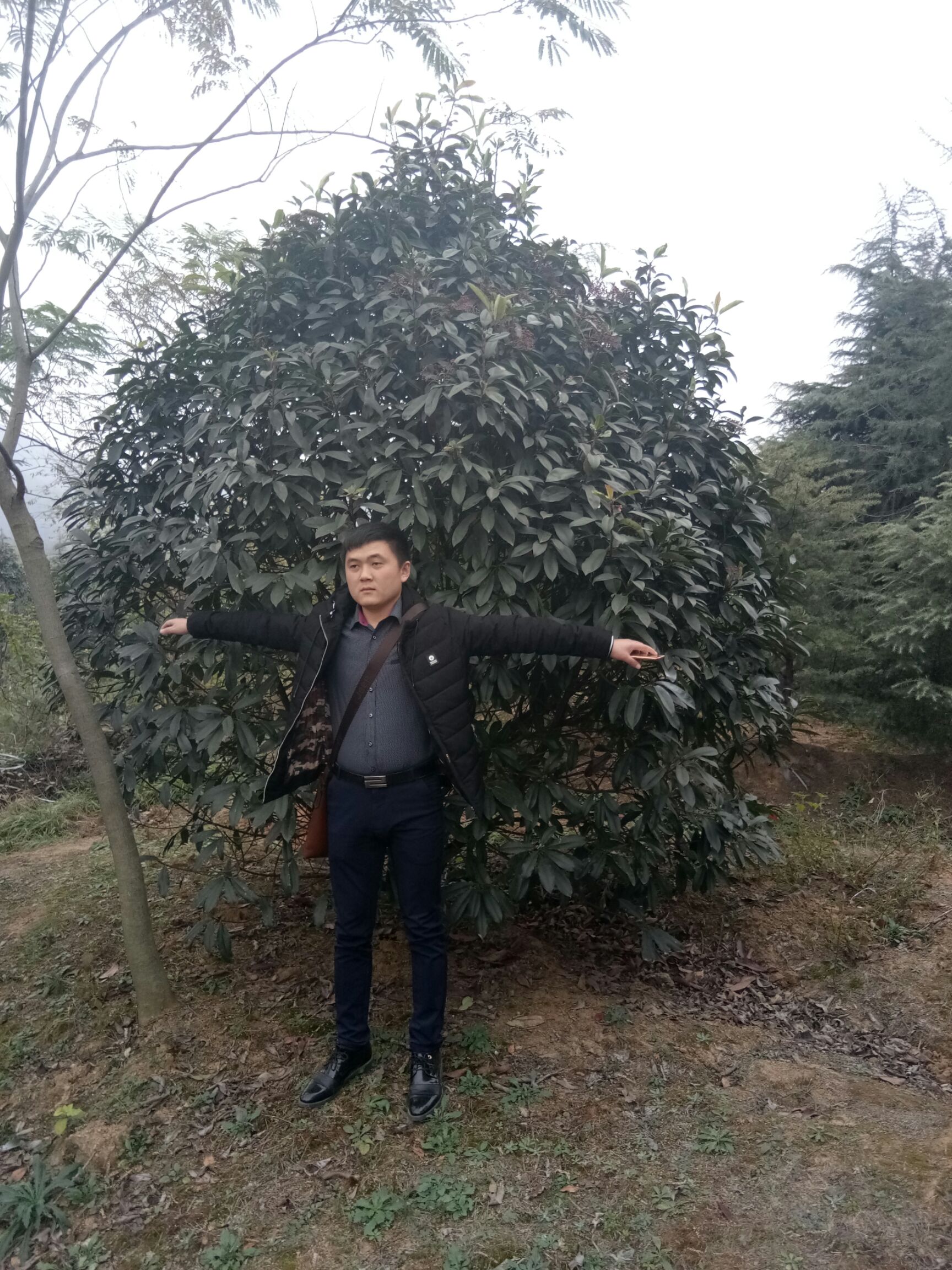 中华石楠