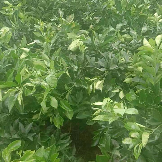 金堂县脐橙树苗 各种规格耙耙柑，金堂脐橙，桃子，李子，枇杷，葡萄都3公分以上