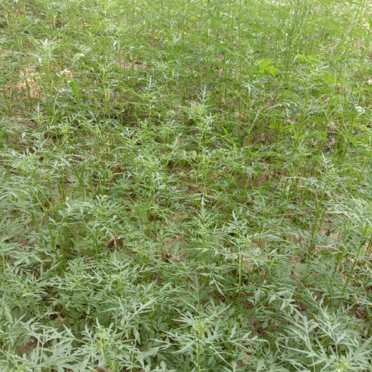 曹县 纯鬼针草
