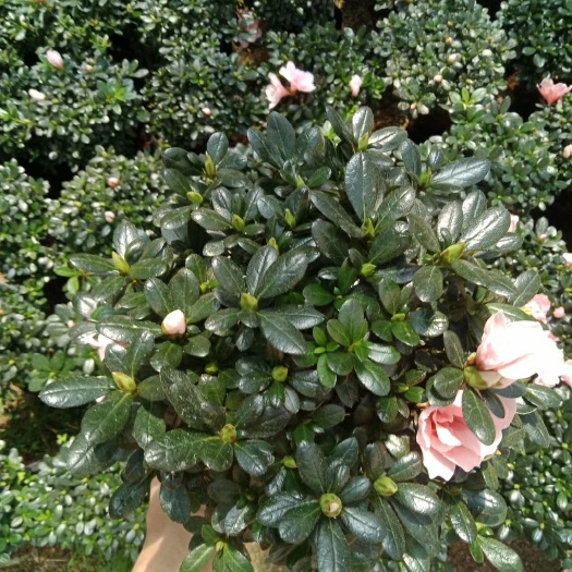 漳平市 18杯小桃红杜鹃花带花苞产地直销批发