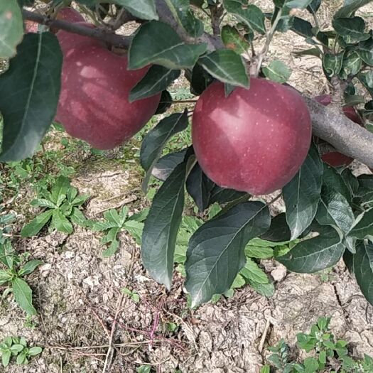 礼县 礼县花牛苹果