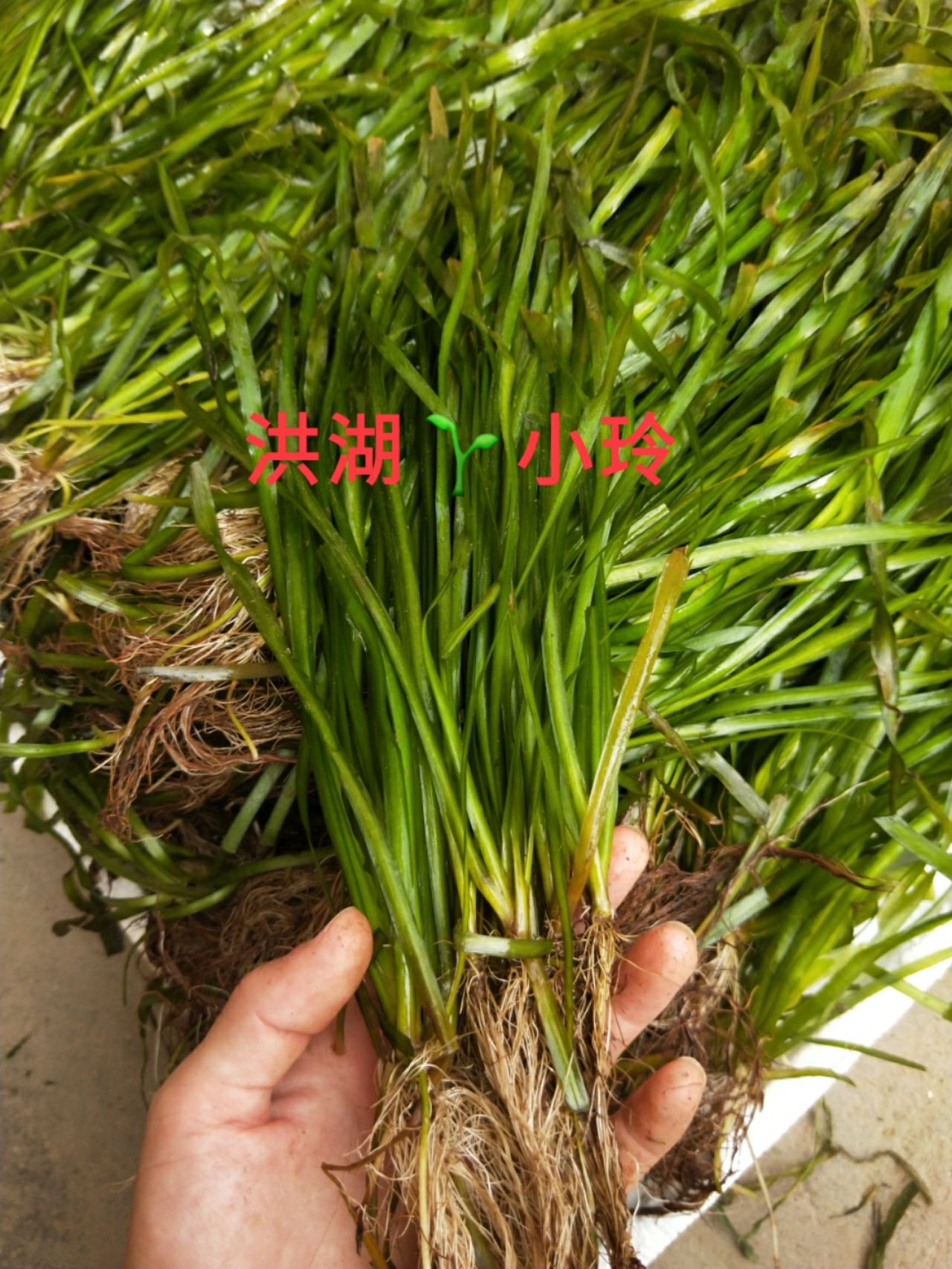 矮叶苦草 四季常青水草 无忧草  扁担草 量大价优 包邮