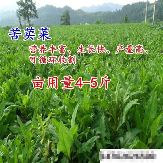 沭阳县梯牧草种子 苦荬菜种籽四季多年生秋冬季耐寒将军菊苣种子喂养鸡