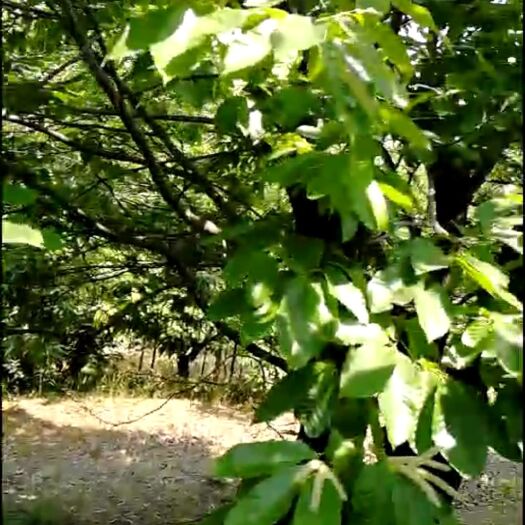 五莲县 新鲜板栗