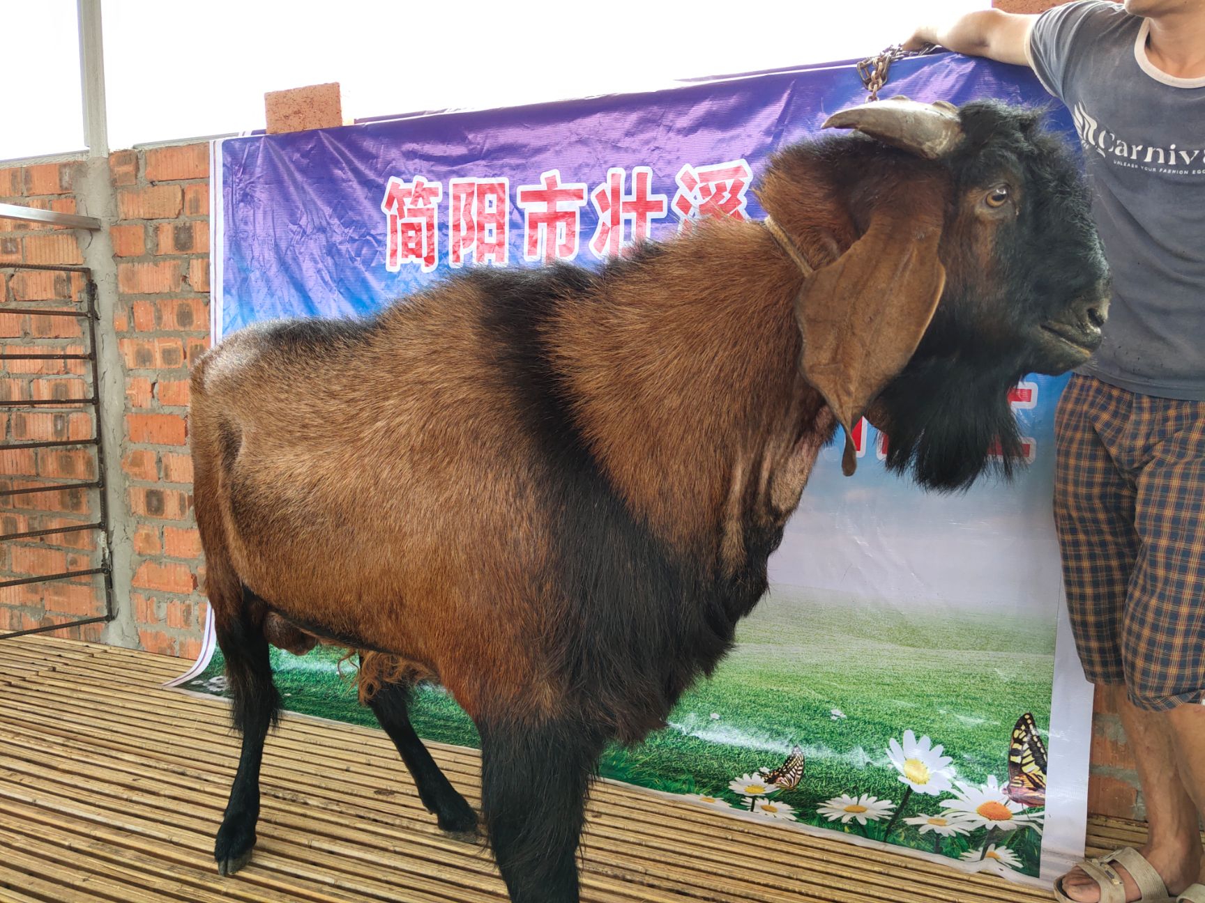  优质简阳大耳羊山羊