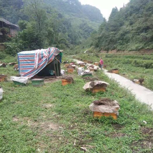 重庆市 大山之中纯真蜂蜜，需要的老板，朋友可以联系货真价实假一赔十